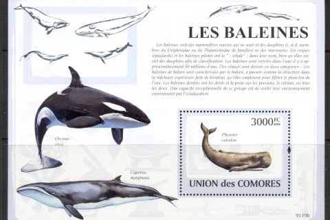 Comoro-Is-2009-Marine-Life_33