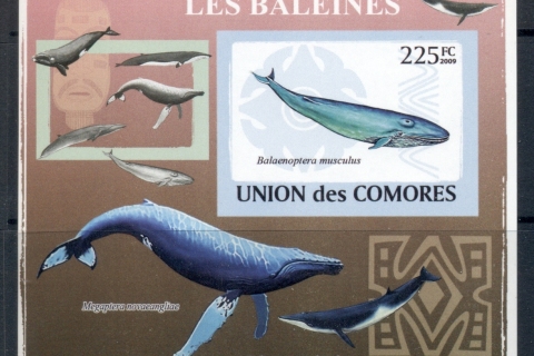 Comoro-Is-2009-Marine-Life_36