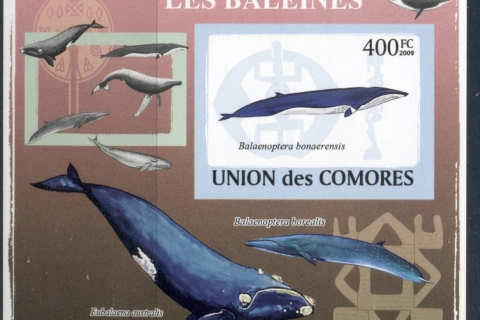 Comoro-Is-2009-Marine-Life_37