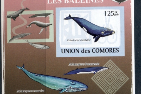 Comoro-Is-2009-Marine-Life_38