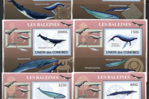 Comoro-Is-2009-Marine-Life_39