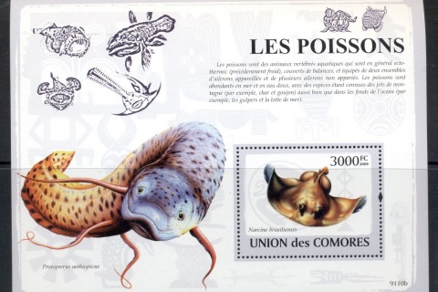 Comoro-Is-2009-Marine-Life_40