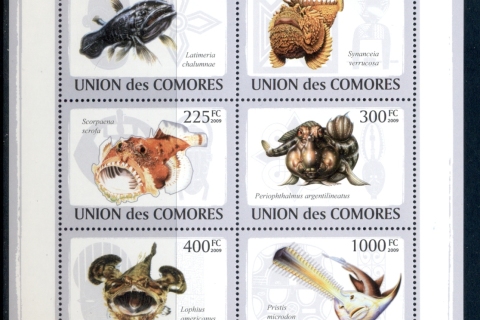 Comoro-Is-2009-Marine-Life_41