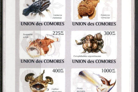 Comoro-Is-2009-Marine-Life_42