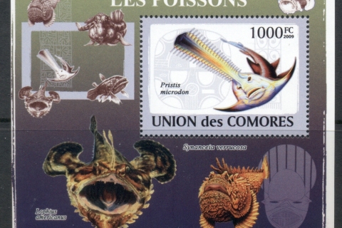 Comoro-Is-2009-Marine-Life_46