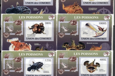 Comoro-Is-2009-Marine-Life_47