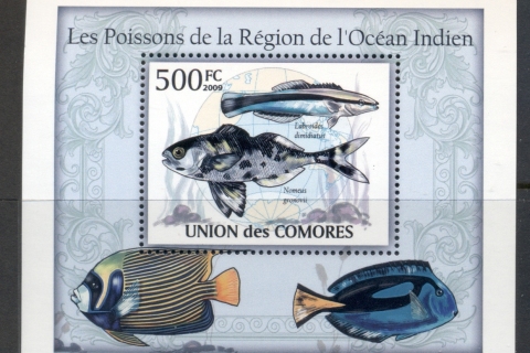 Comoro-Is-2009-Marine-Life_49