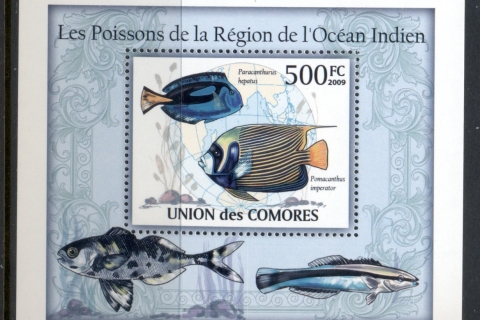 Comoro-Is-2009-Marine-Life_50