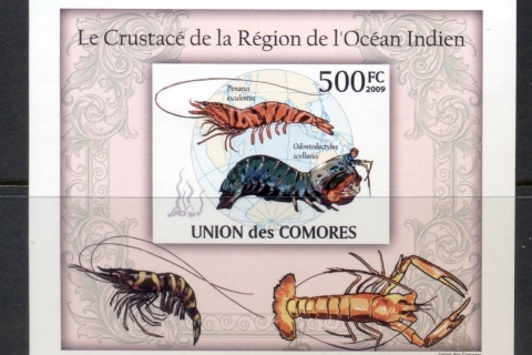 Comoro-Is-2009-Marine-Life_54