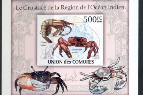 Comoro-Is-2009-Marine-Life_56