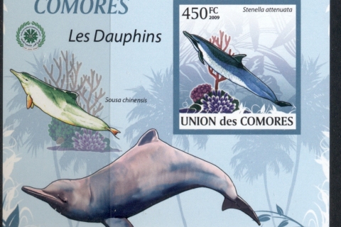 Comoro-Is-2009-Marine-Life_6