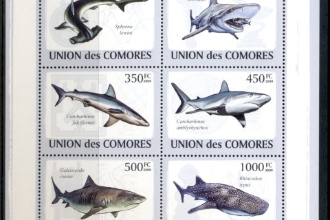 Comoro-Is-2009-Marine-Life_60