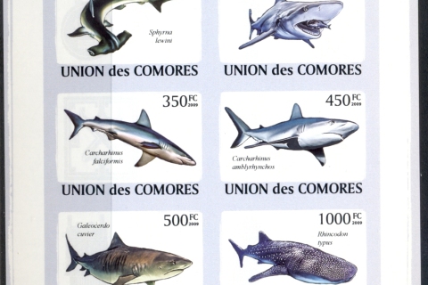 Comoro-Is-2009-Marine-Life_62