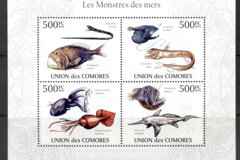 Comoro-Is-2010-Marine-Life