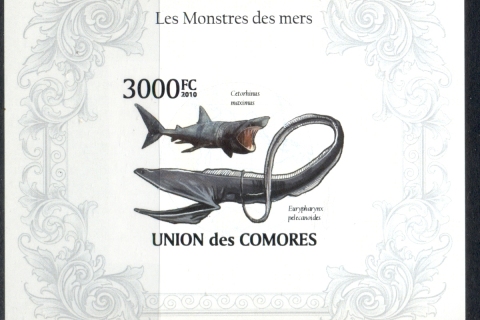 Comoro-Is-2010-Marine-Life_2