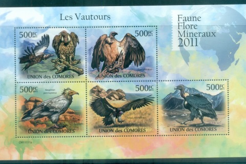 Comoro-Is-2011-Birds-of-Prey
