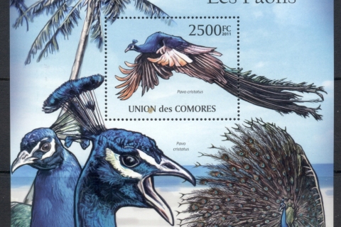 Comoro-Is-2011-Birds_1