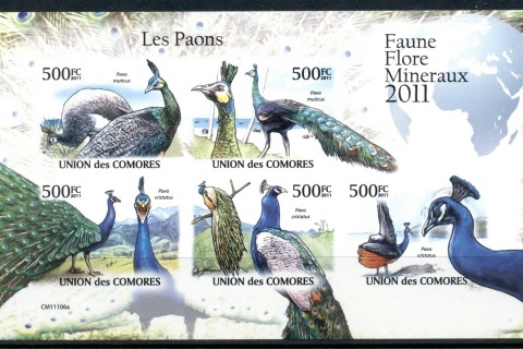 Comoro-Is-2011-Birds_2