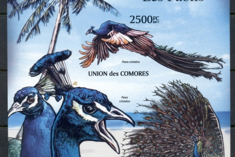 Comoro-Is-2011-Birds_3