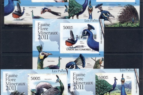 Comoro-Is-2011-Birds_4