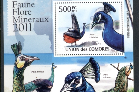 Comoro-Is-2011-Birds_5