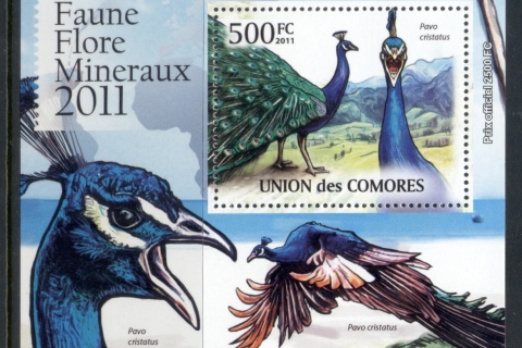 Comoro-Is-2011-Birds_7