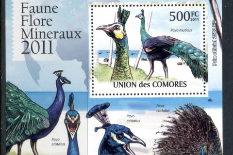 Comoro-Is-2011-Birds_8