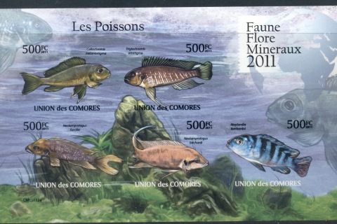 Comoro-Is-2011-Freshwater-Fish_1