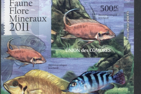 Comoro-Is-2011-Freshwater-Fish_3