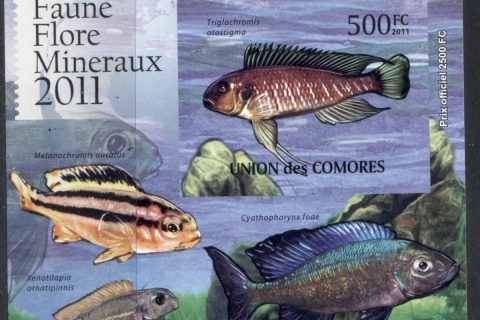 Comoro-Is-2011-Freshwater-Fish_4