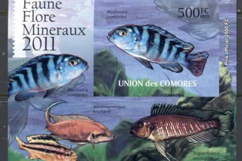 Comoro-Is-2011-Freshwater-Fish_5