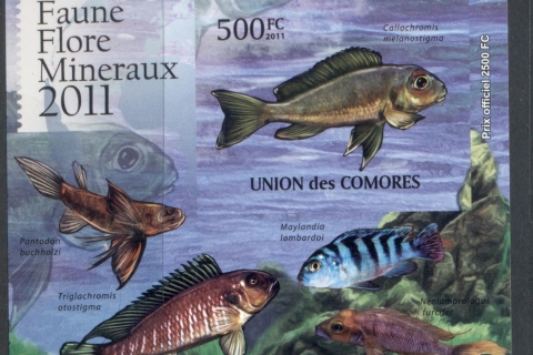 Comoro-Is-2011-Freshwater-Fish_6