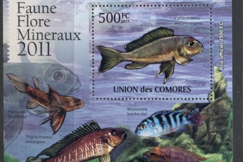 Comoro-Is-2011-Freshwater-Fish_7