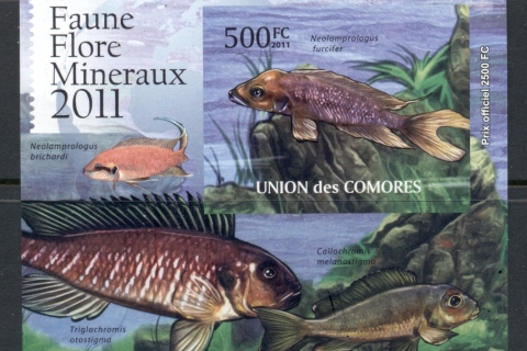 Comoro-Is-2011-Freshwater-Fishes