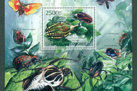 Comoro-Is-2011-Insects