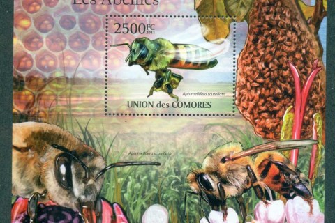 Comoro-Is-2011-Insects_1