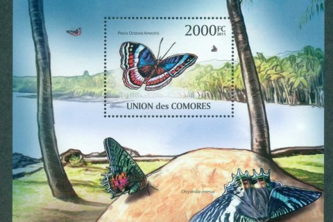 Comoro-Is-2011-Insects_4