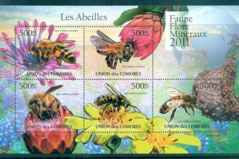 Comoro-Is-2011-Insects_5