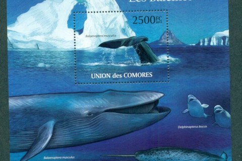 Comoro-Is-2011-Marine-Life-2