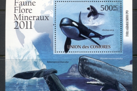 Comoro-Is-2011-Marine-Life_10