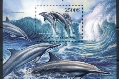 Comoro-Is-2011-Marine-Life_2