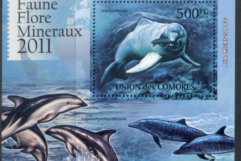 Comoro-Is-2011-Marine-Life_3