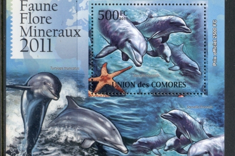 Comoro-Is-2011-Marine-Life_4