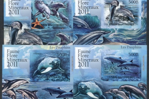 Comoro-Is-2011-Marine-Life_5