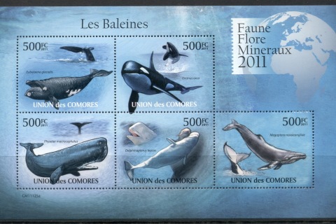 Comoro-Is-2011-Marine-Life_6