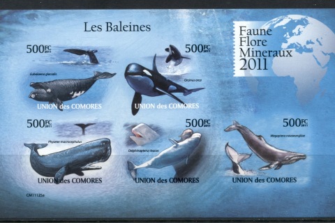 Comoro-Is-2011-Marine-Life_7