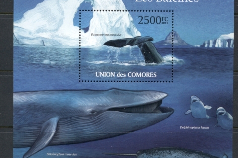 Comoro-Is-2011-Marine-Life_8