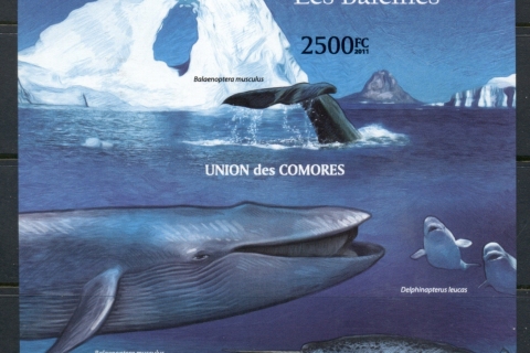 Comoro-Is-2011-Marine-Life_9