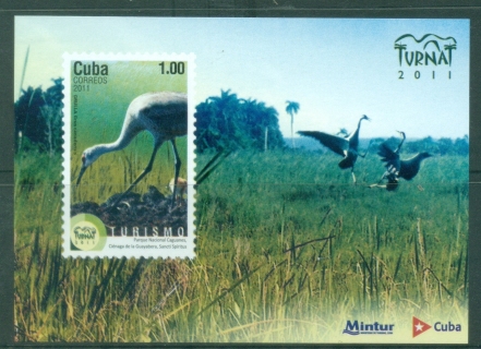 Caribbean-Is-2011-Birds-Turnat-MS-MUH