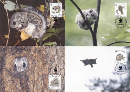 Estonia-1994 WWF European Flying Squirrel Maxicards